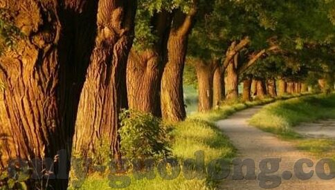 人妻荡铺-细腻生活，人妻的居家艺术——荡铺的温馨与智慧